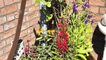 Blumenhaus Magnussen - Viöl
