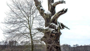 Florentinen-Eiche Bodendenkmal - Unnamed Road