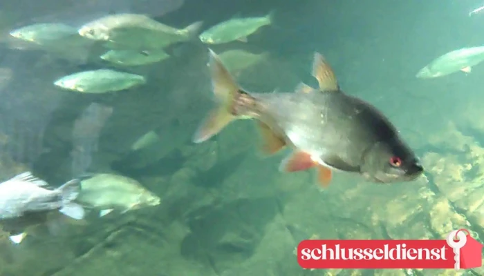 Biosphaerium Elbtalaue Gmbh Videos - Bleckede