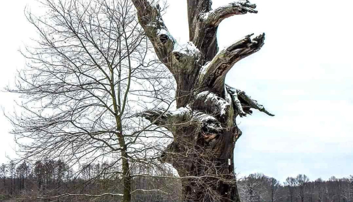 Florentinen-Eiche Bodendenkmal - Unnamed Road