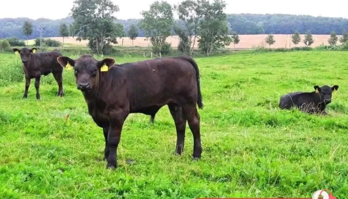 Landwirtschaftsbetrieb Gut Stubbe -  Vom Inhaber - Rieseby