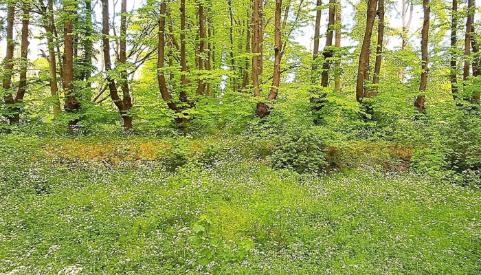 Park Dranske -  Lancken Dranske - Dranske