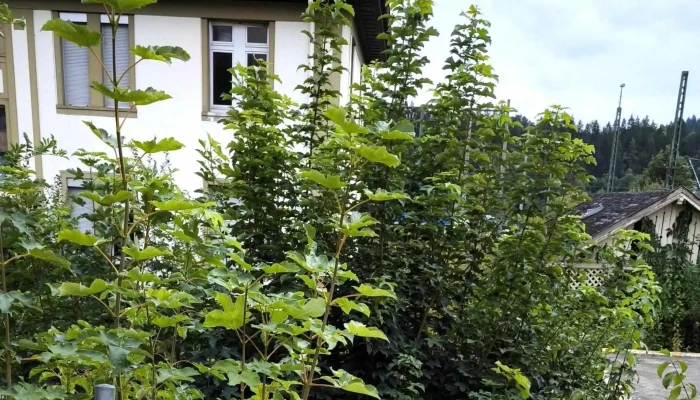 Refugium Immendingen -  Escape Room Zentrum - Immendingen