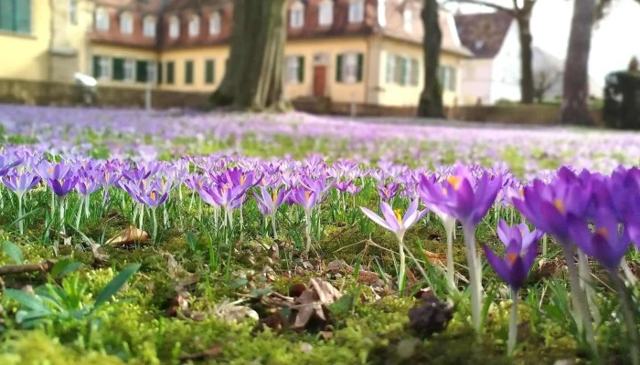 Schloss Massenbach -  Offnungszeiten - Schwaigern