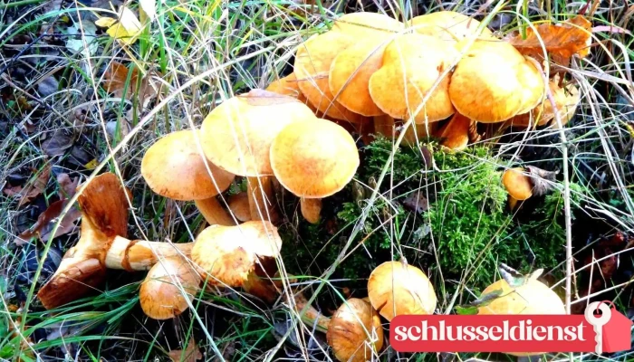 Schlosserei Wietze -  Alle - Wietze